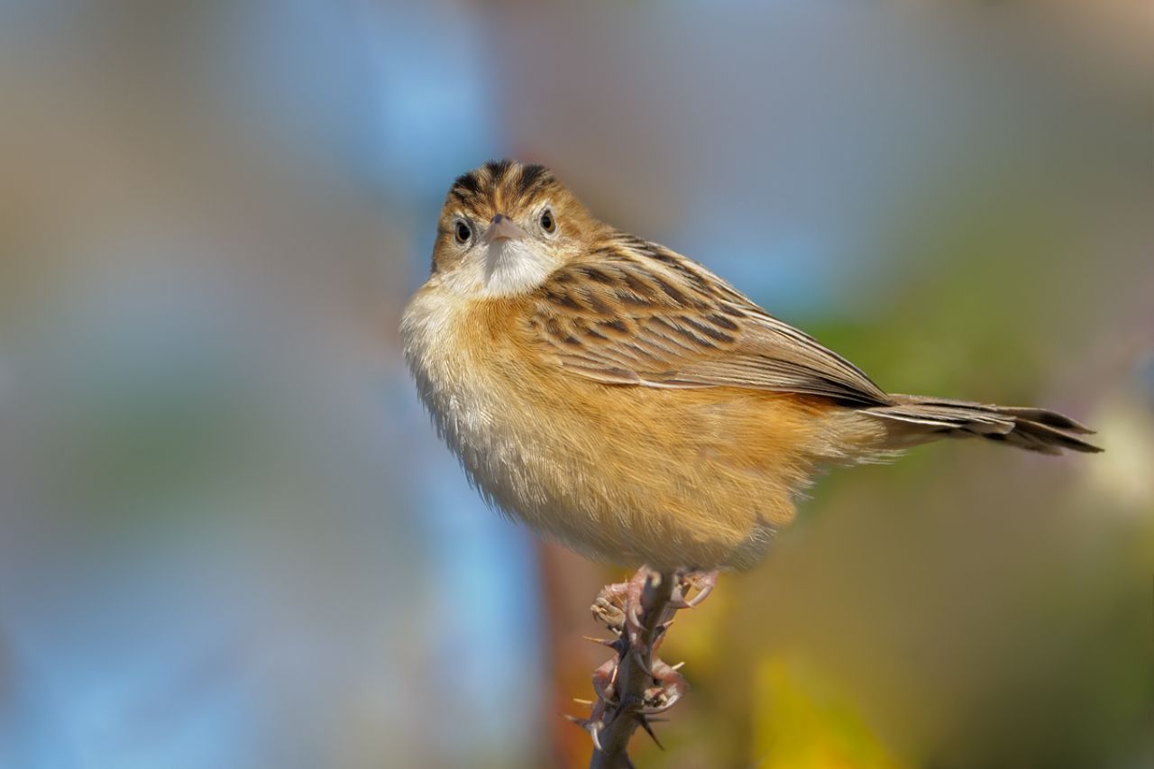 Beccamoschino (Cisticola juncidis)